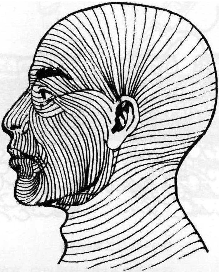 一、皮紋與皺折線